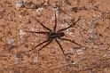 Dolomedes_ZZ321_D3597_Z_88_Mt Augustus_Australie